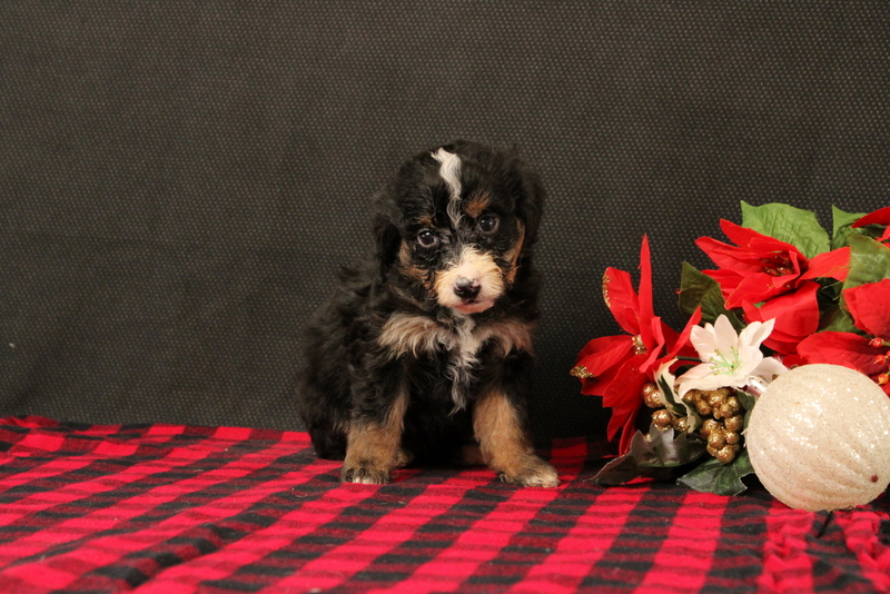 puppy, for, sale, Mini Bernadoodle F2, Matthew B. Stoltzfus, dog, breeder, Gap, PA, dog-breeder, puppy-for-sale, forsale, nearby, find, puppyfind, locator, puppylocator, aca